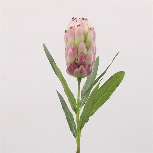 Burgundy Pink Protea with leaves 52cm