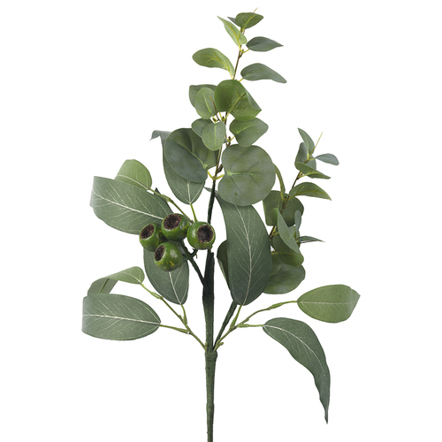 Eucalyptus Pick 610mm